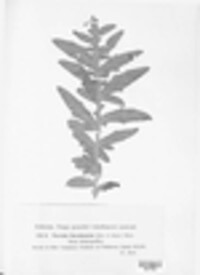 Puccinia flosculosorum image